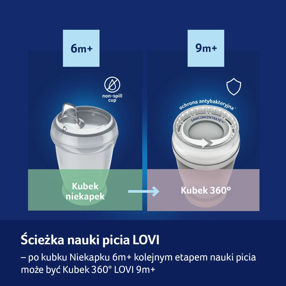 Kubek Niekapek LOVI Sippy Master 250 ml Buddy Bear